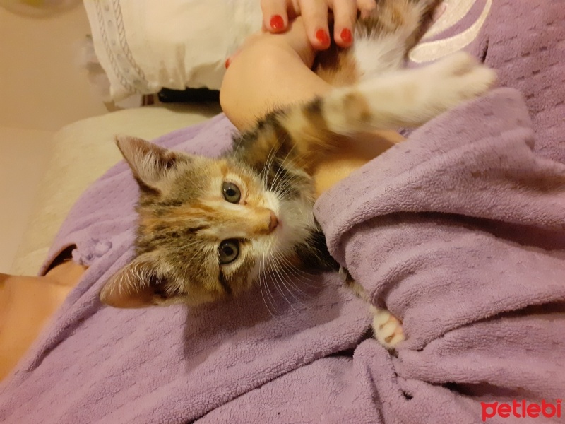 Sarman, Kedi  Mırmır fotoğrafı