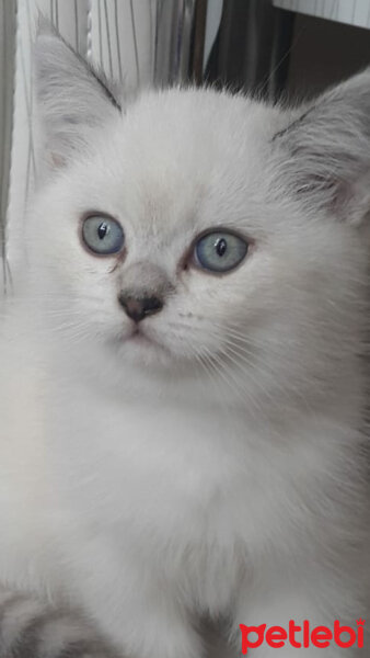 Ragdoll, Kedi  Pamuk fotoğrafı