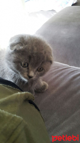 Scottish Fold, Kedi  Isimsiz fotoğrafı