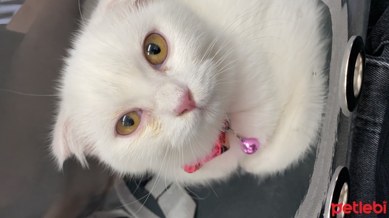 Scottish Fold, Kedi  Paris fotoğrafı