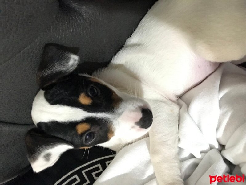 Jack Russell Terrier, Köpek  Dobby fotoğrafı