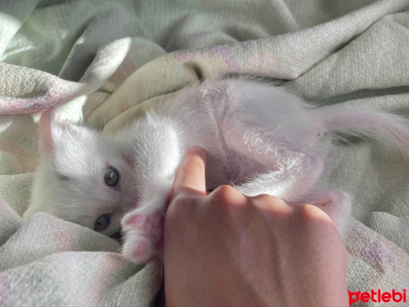 Ankara Kedisi, Kedi  Diego fotoğrafı