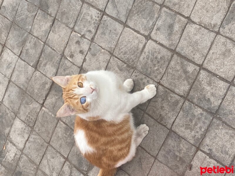 Ankara Kedisi, Kedi  Diego fotoğrafı