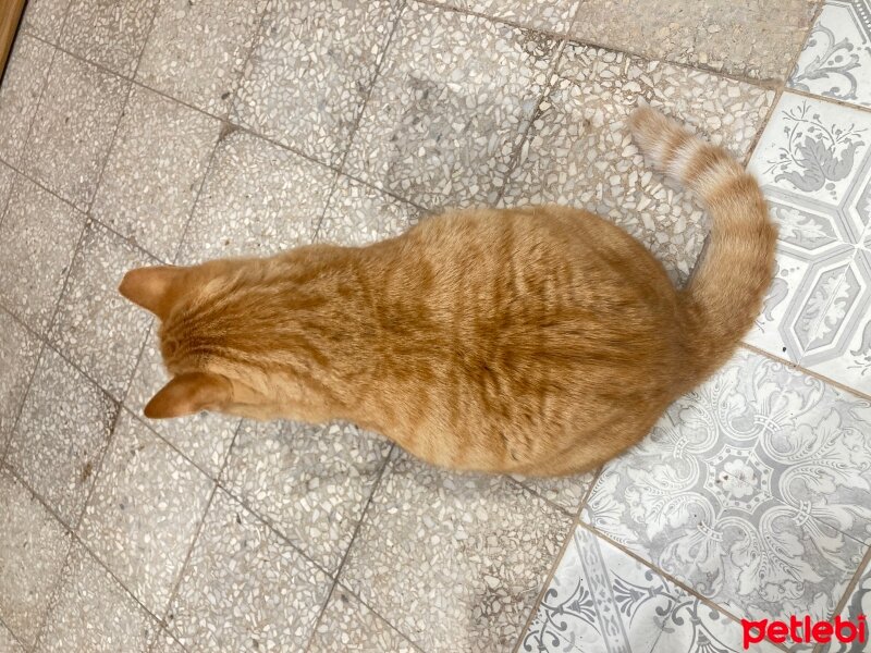 Ankara Kedisi, Kedi  Diego fotoğrafı