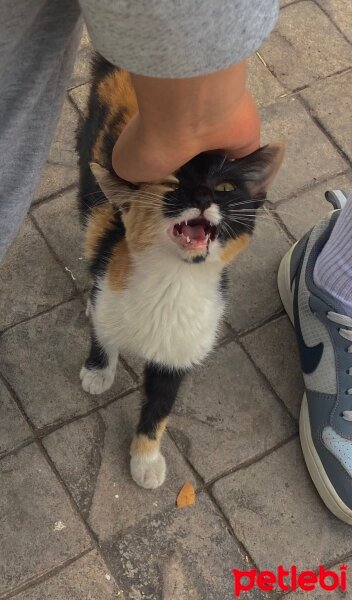 Ankara Kedisi, Kedi  Diego fotoğrafı