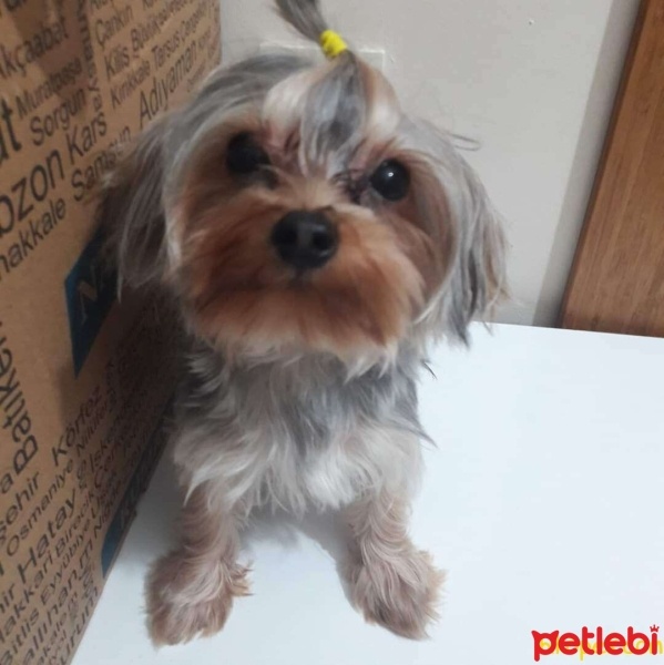 Yorkshire Terrier, Köpek  tarçın fotoğrafı