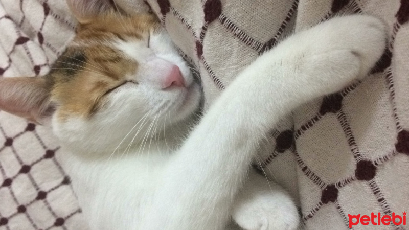 Tekir Kedi, Kedi  ❤❤ÇAKIL❤❤ fotoğrafı