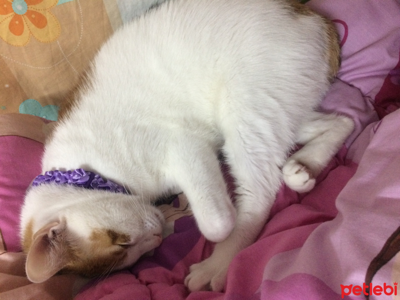 Tekir Kedi, Kedi  ❤❤ÇAKIL❤❤ fotoğrafı