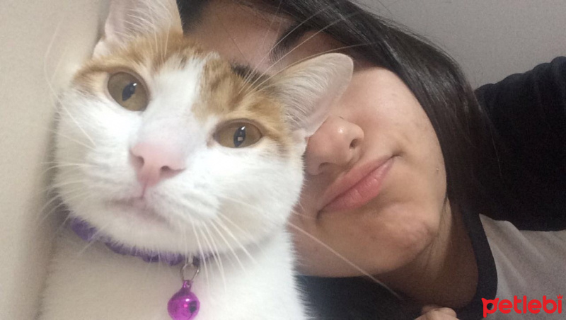 Tekir Kedi, Kedi  ❤❤ÇAKIL❤❤ fotoğrafı