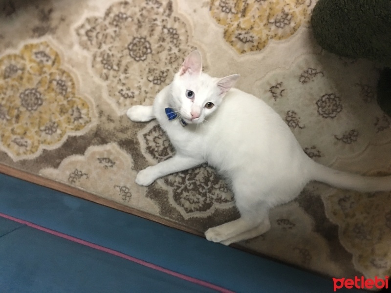 Van Kedisi, Kedi  Bulut fotoğrafı