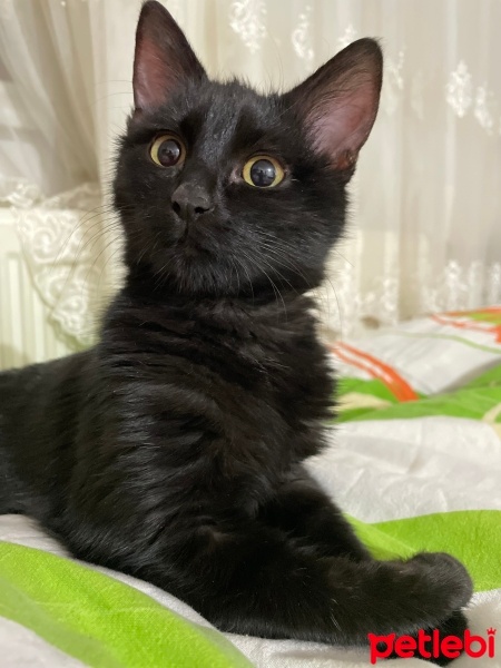 Sarman, Kedi  KÖMÜR fotoğrafı