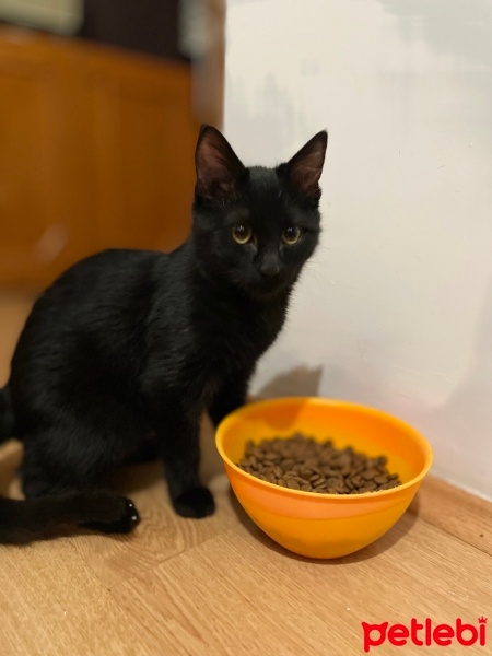 Sarman, Kedi  KÖMÜR fotoğrafı