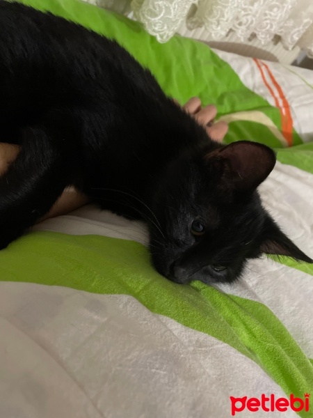 Sarman, Kedi  KÖMÜR fotoğrafı