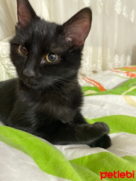 Sarman, Kedi  KÖMÜR fotoğrafı