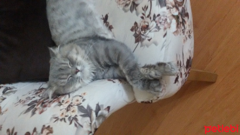 British Shorthair, Kedi  Cesur fotoğrafı