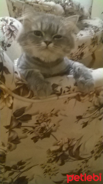 British Shorthair, Kedi  Cesur fotoğrafı