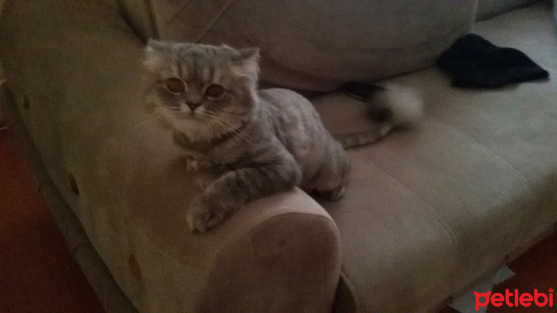 British Shorthair, Kedi  Cesur fotoğrafı