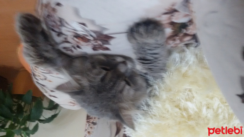 British Shorthair, Kedi  Cesur fotoğrafı