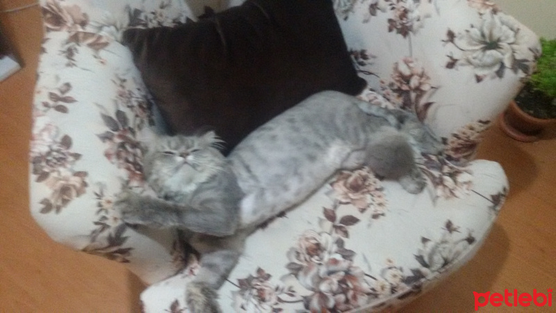 British Shorthair, Kedi  Cesur fotoğrafı