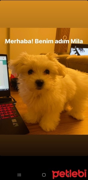 Maltese, Köpek  Mila fotoğrafı
