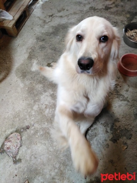 Golden Retriever, Köpek  Safari fotoğrafı