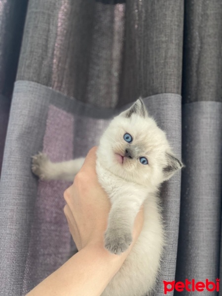 British Shorthair, Kedi  Mia fotoğrafı