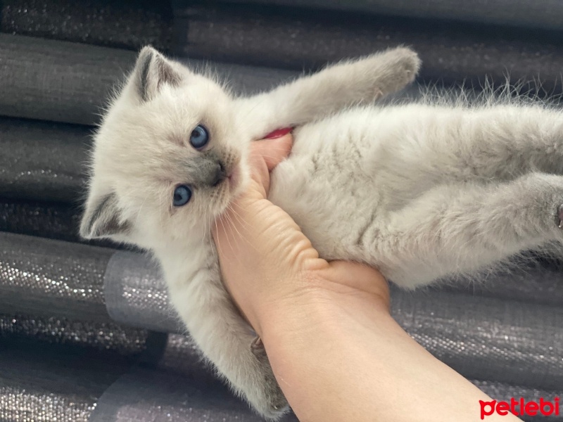 British Shorthair, Kedi  Mia fotoğrafı