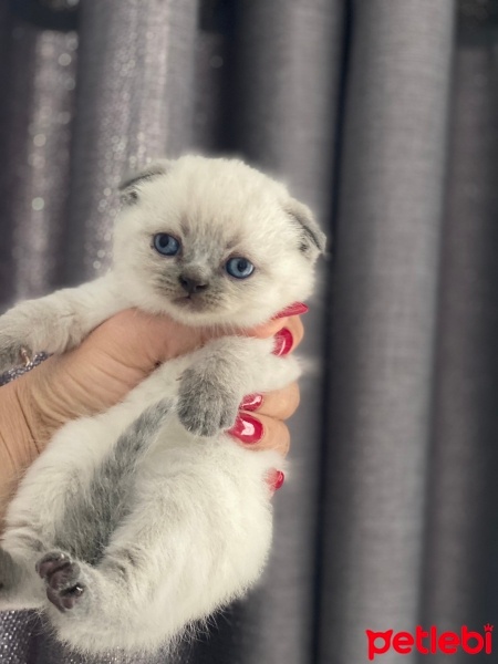 British Shorthair, Kedi  Mia fotoğrafı