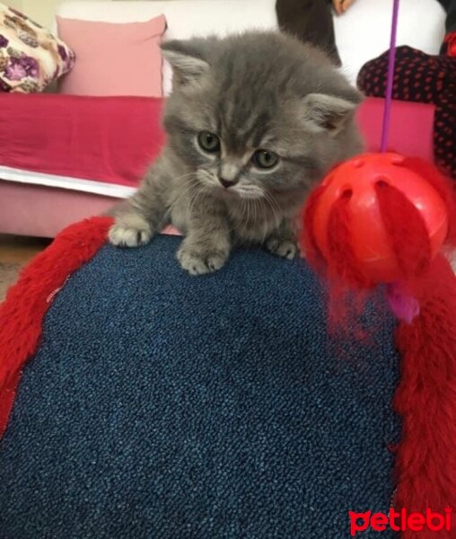 British Shorthair, Kedi  Duman fotoğrafı