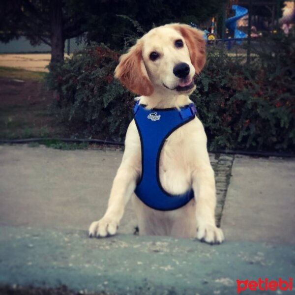 Golden Retriever, Köpek  Buffy fotoğrafı