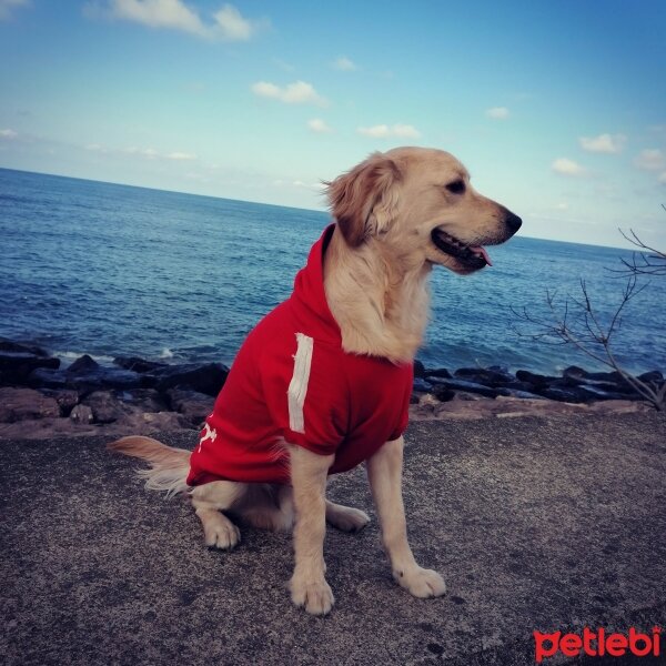 Golden Retriever, Köpek  Buffy fotoğrafı