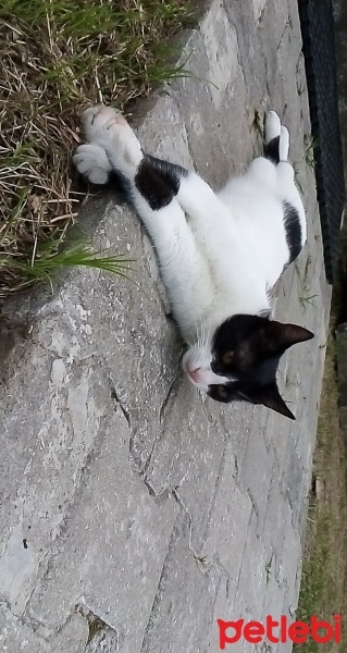 Tuxedo (Smokin) Kedi, Kedi  Pati fotoğrafı