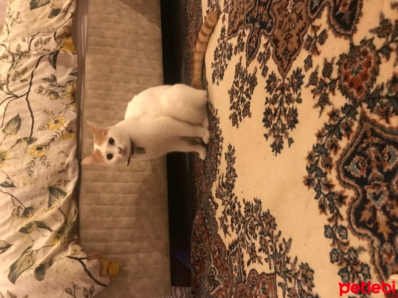 Tekir Kedi, Kedi  Ponçik fotoğrafı
