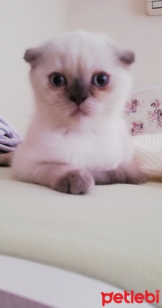 Scottish Fold, Kedi  mila fotoğrafı