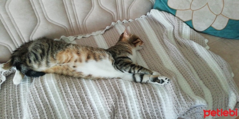 Tekir Kedi, Kedi  Miniş fotoğrafı