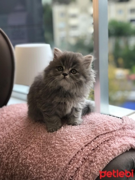 British Shorthair, Kedi  Sushi fotoğrafı