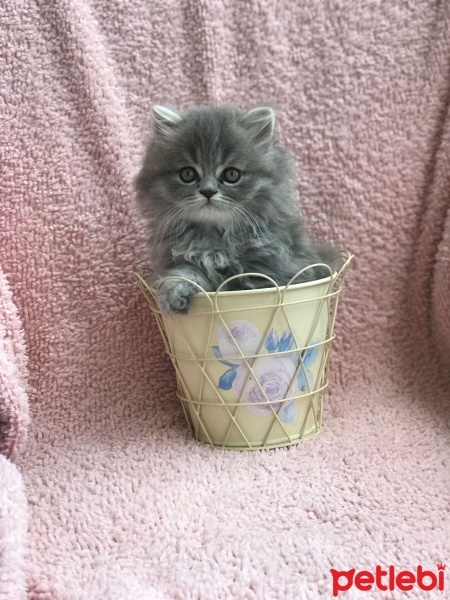 British Shorthair, Kedi  Sushi fotoğrafı