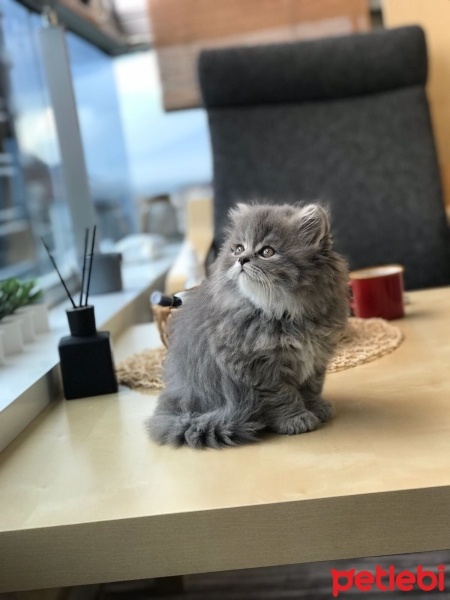 British Shorthair, Kedi  Sushi fotoğrafı