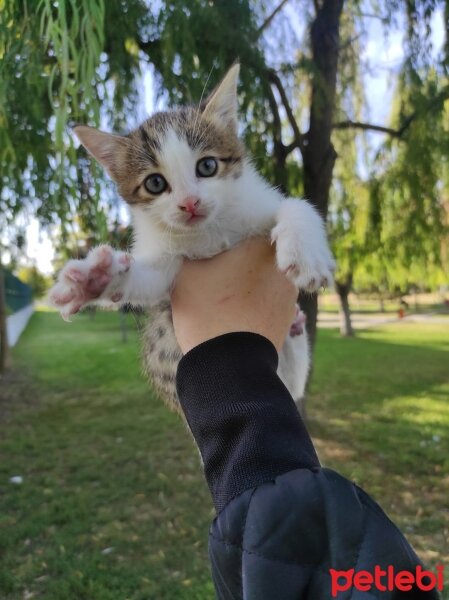 Tekir Kedi, Kedi  Aaron Batı fotoğrafı