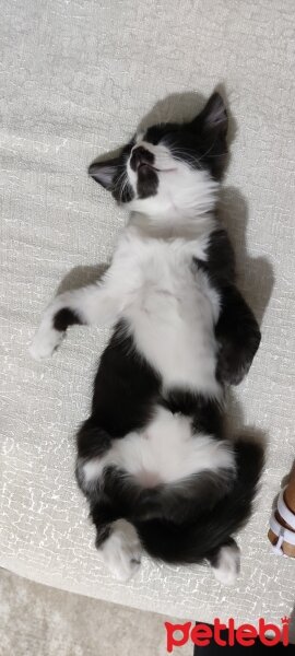 Tuxedo (Smokin) Kedi, Kedi  Pala fotoğrafı