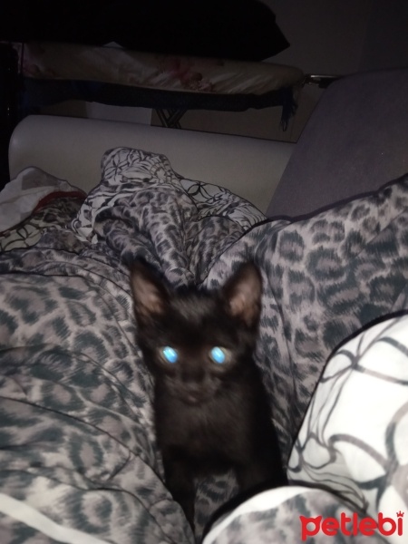 Tekir Kedi, Kedi  Gece fotoğrafı