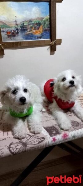 Maltese, Köpek  leydi fotoğrafı