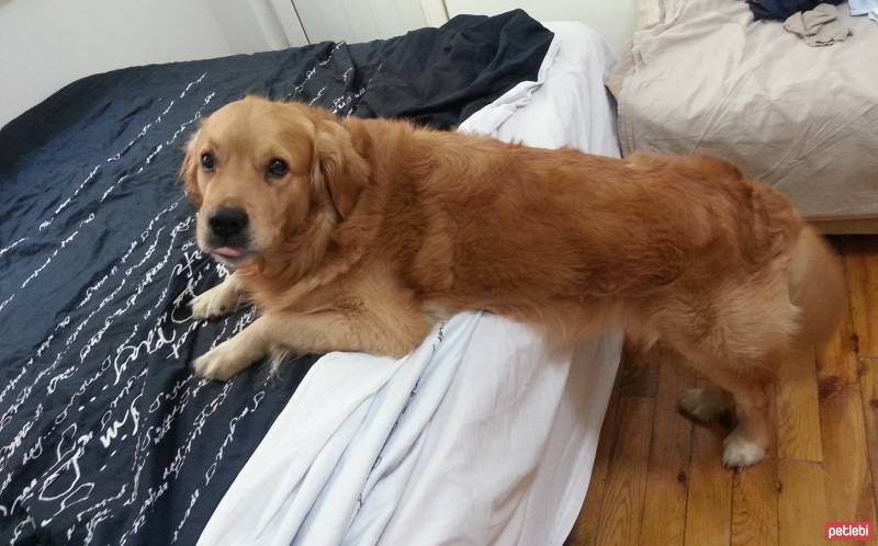 Golden Retriever, Köpek  Ares fotoğrafı