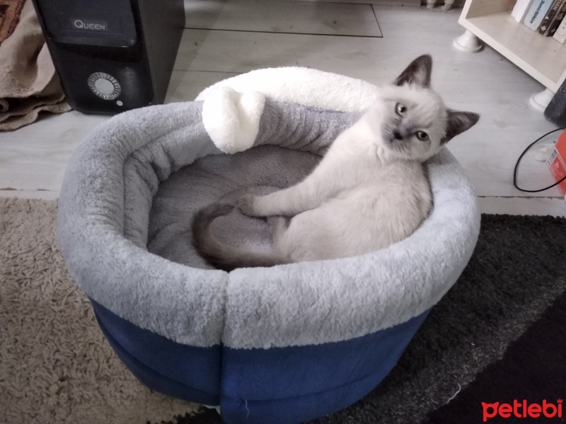 Scottish Fold, Kedi  Bıdık fotoğrafı