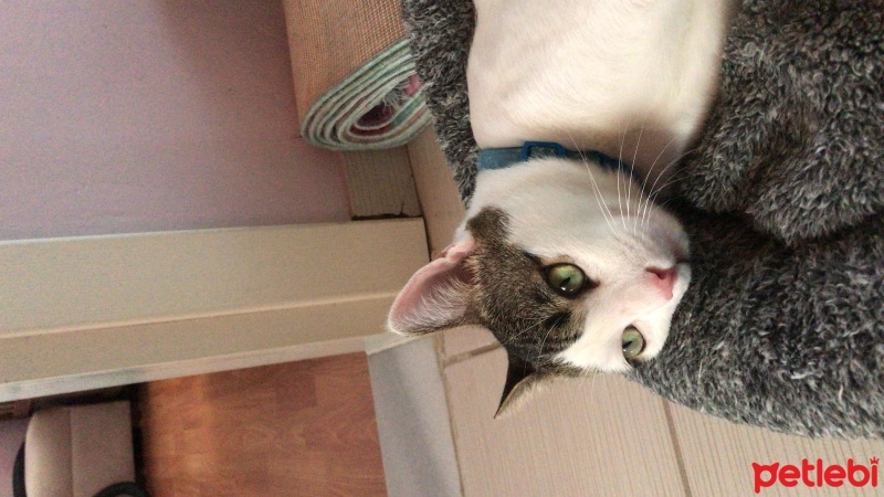 Tekir Kedi, Kedi  Gece fotoğrafı