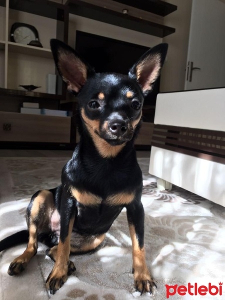 Chihuahua, Köpek  Zeytin fotoğrafı