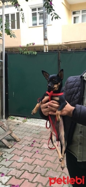 Chihuahua, Köpek  Zeytin fotoğrafı