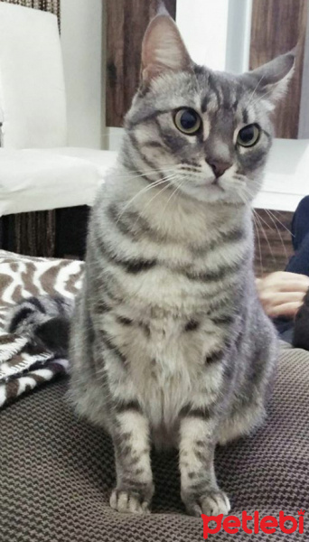 Tekir Kedi, Kedi  Cudi fotoğrafı