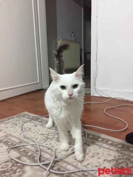 Tekir Kedi, Kedi  Şeker fotoğrafı