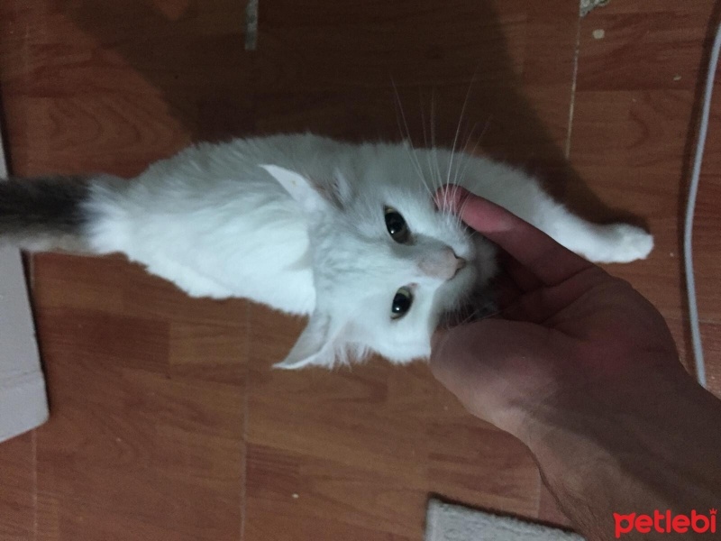 Tekir Kedi, Kedi  Şeker fotoğrafı
